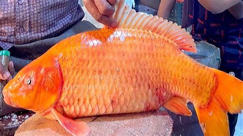 red carp fish|Red carp fishing, a trophy fish that has to be earned.